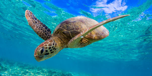 Theo một báo cáo của Liên minh bảo tồn thiên nhiên quốc tế (IUCN), Việt Nam hiện có 5 loài rùa biển, bao gồm vích, đồi mồi, đồi mồi dứa, quản đồng và rùa da. Số lượng các loài này đều đang giảm mạnh.