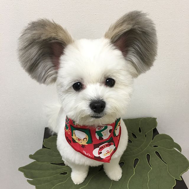 Chủ nhân của Goma chia sẻ, chó cưng của mình là loài chó lai giữa hai giống chó Maltese và Papillon, năm nay vừa tròn 4 tuổi.