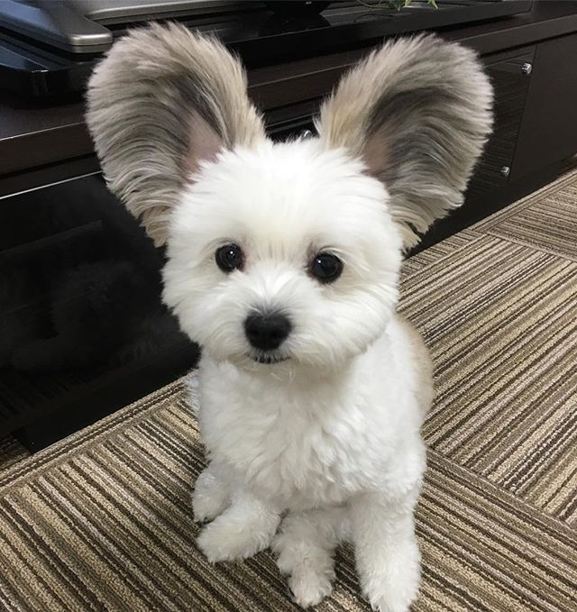 Được biết, do lai giữa hai giống chó Maltese và Papillon, chú chó nổi tiếng Goma thừa hưởng trí thông minh tuyệt vời, sự hoạt bát sôi nổi của giống Papillon.