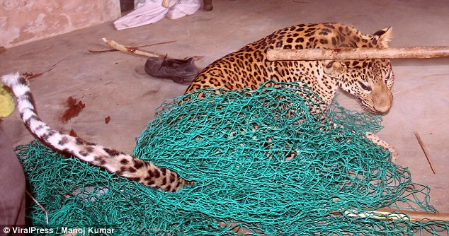 Nó bị bắt và bị đánh đập bằng gậy gộc đến chết. Thậm chí, sau khi tắt thở, dân làng vẫn đánh nó để hả giận. Họ còn kéo xác con báo đi khắp làng trong sự hả hê, vui sướng.