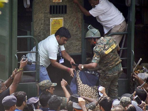 Sau cùng, một nhóm nhân viên đến từ vườn quốc gia Sanjay Gandhi tiếp nhận con báo hoa mai và đưa nó đi.