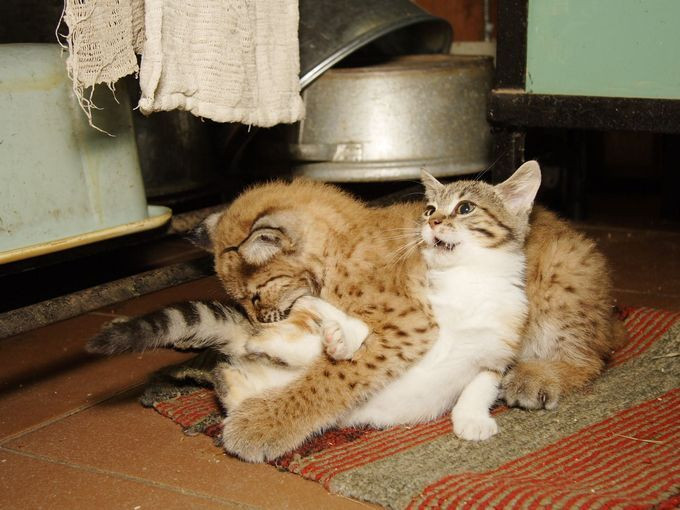 Ngày hôm đó, vì quá đói, Dosha đột nhập vào sở thú, đi vào gần lồng của Linda, mong sẽ được ăn những thức ăn mà nhân viên vườn thú đưa cho Linda.
