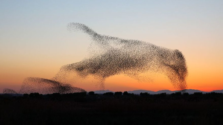 Những màn nhào lộn đỉnh cao của chim sáo đá được gọi là murmurations, thường diễn ra vào buổi hoàng hôn đẹp.