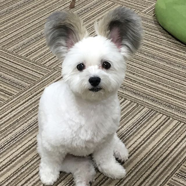 Bình thường, Goma rất hiếu động, nghịch ngợm, hiếm khi chịu ở yên một chỗ.