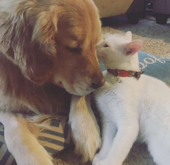Cả hai luôn gắn bó với nhau như hình với bóng, cùng ăn, cùng chơi, cùng ngủ.