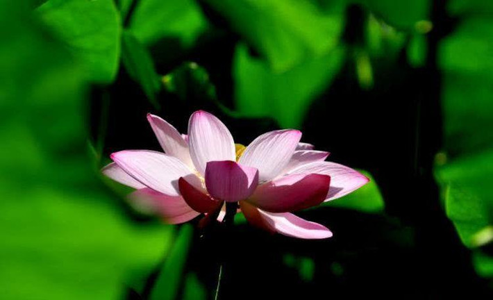 Trong vòng 2 ngày tới, họ có cơ hội nhận được một món hời từ phương xa mang đến, nên nắm bắt cơ hội để đầu tư cho tương lai. Ngoài ra, gia đình cũng đón nhận tin vui và ngày một ấm êm, hạnh phúc.