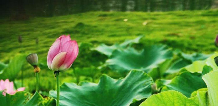 4. Tuổi Ngọ: Trong tháng 6 âm lịch, cung Phúc Đức của người tuổi Ngọ được cát tinh “Hoa Cái” chiếu rọi, chim Hỷ tước cũng réo gọi không ngừng ngoài cửa khiến họ gặp nhiều may mắn tháng này.
