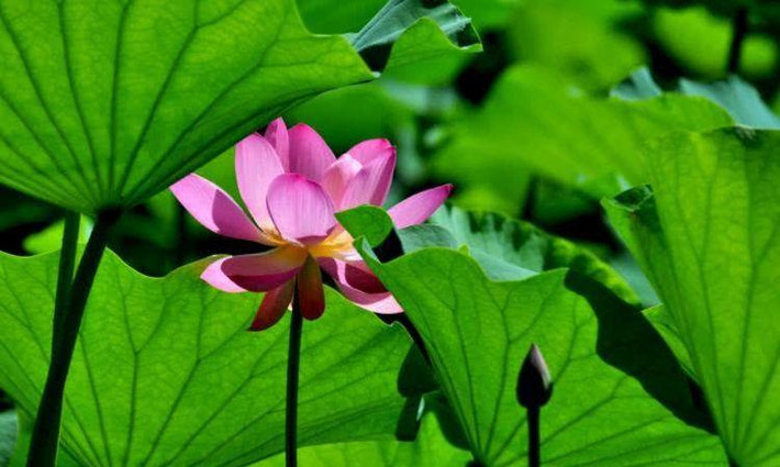 3. Tuổi Thìn: Con giáp Thìn là những người chân thành, lương thiện, nhiều bạn bè, trong tháng 6 này họ vừa được lộc tài vận vừa được tăng phúc khí của gia đình, niềm vui nối tiếp niềm vui.