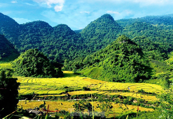 Cảnh sắc mùa thu khi lúa Séng Cù chín rộ ở Sin Suối Hồ đang gây "sốt" trên các nền tảng mạng xã hội.