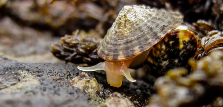 Limpets - một loại ốc sên biển kích thước nhỏ, nhưng những răng từ protein và các sợi nano khoáng chất gọi là goethite, có khả năng trở thành vật liệu sinh học bền nhất trên trái đất