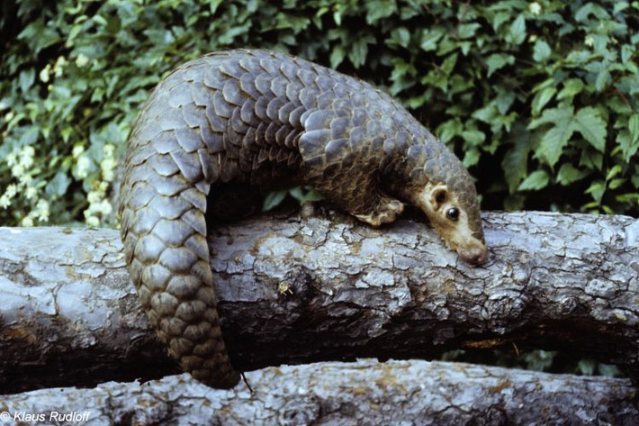 Tê tê vàng (tên khoa học Manis pentadactyla) được Liên minh Bảo tồn thiên nhiên quốc tế (IUCN) liệt kê vào danh sách Cực kỳ nguy cấp vì sự suy giảm quần thể ngoài tự nhiên lên đến 80%.