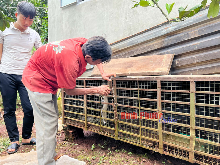 Cá thể trăn đất trên được gia đình ông Nhơn phát hiện khi phát dọn rẫy và đốt các lùm cây khô dọc bìa suối. Sau khi bắt được con trăn nằm ở gốc cây, gia đình đã giữ lại nuôi.
