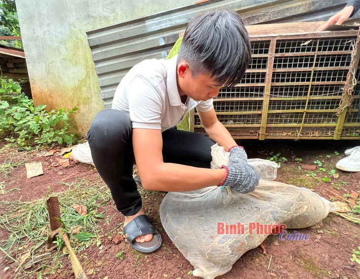 Sau khi được cán bộ kiểm lâm giải thích và vận động, ông Nhơn đã tự nguyện bàn giao cá thể trăn đất cho cơ quan chức năng để thả về môi trường tự nhiên.