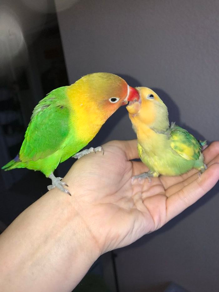 Kể từ đó, chú vẹt Kiwi chính thức có bạn gái, trở nên vui tươi hơn rất nhiều. Tuy nhiên, mối quan hệ không kéo dài được bao lâu, bạn gái của Kiwi chia tay với chú ta sớm hơn dự tính.