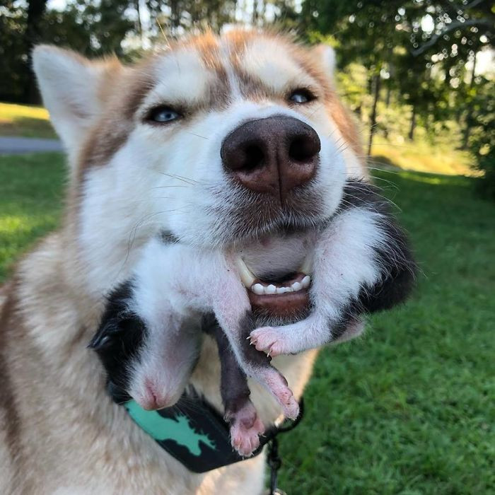Khoảng 2 năm trước, cô chó husky Banner và chủ nhân của mình đã tìm thấy con mèo cơ nhỡ đầu tiên trong một mương nước. Đó là một trong 10 chú mèo mà hiện tại cô Whitney đang nuôi nấng.