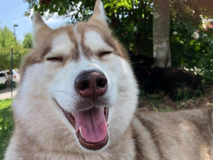 Cô chó giống husky năm nay 3 tuổi có tên Banner đã sống với chủ nhân Whitney Braley của mình từ khi còn là một con chó con.