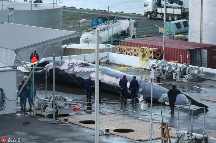 Ngày 5/7 vừa qua, các thành viên Hiệp hội bảo tồn hải dương Sea Shepherd ghi được hình ảnh chân thực khi một công ty chuyên săn bắt cá voi ở Iceland - Hvalur HF một lần nữa ra khơi và xẻ thịt cá voi khổng lồ.