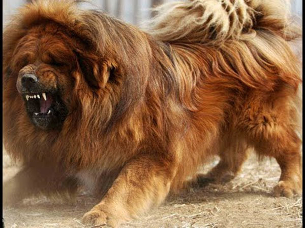 Mới đây, vụ việc chó ngao Tây Tạng 40kg cắn chết bé gái 8 tháng tuổi gây xôn xao dư luận. Theo thông tin đăng tải, dù khi bé gái 8 tháng tuổi ở Đội Cấn, Hà Nội bị con chó ngao Tây Tạng cắn, gia đình đã phát hiện ngay và nhanh chóng đưa vào bệnh viện cấp cứu. Do nạn nhân còn nhỏ, mất máu quá nhiều, bé đã không qua khỏi.
