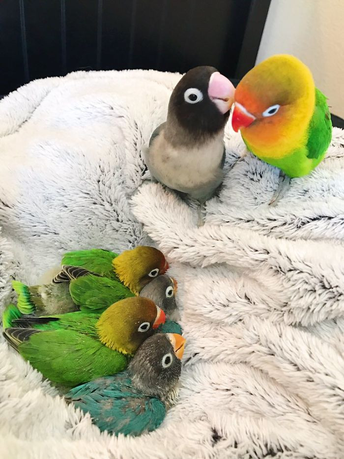 Những kết tinh tình yêu của Kiwi và Siouxsie sở hữu màu lông lai vô cùng nổi bật và bắt mắt.