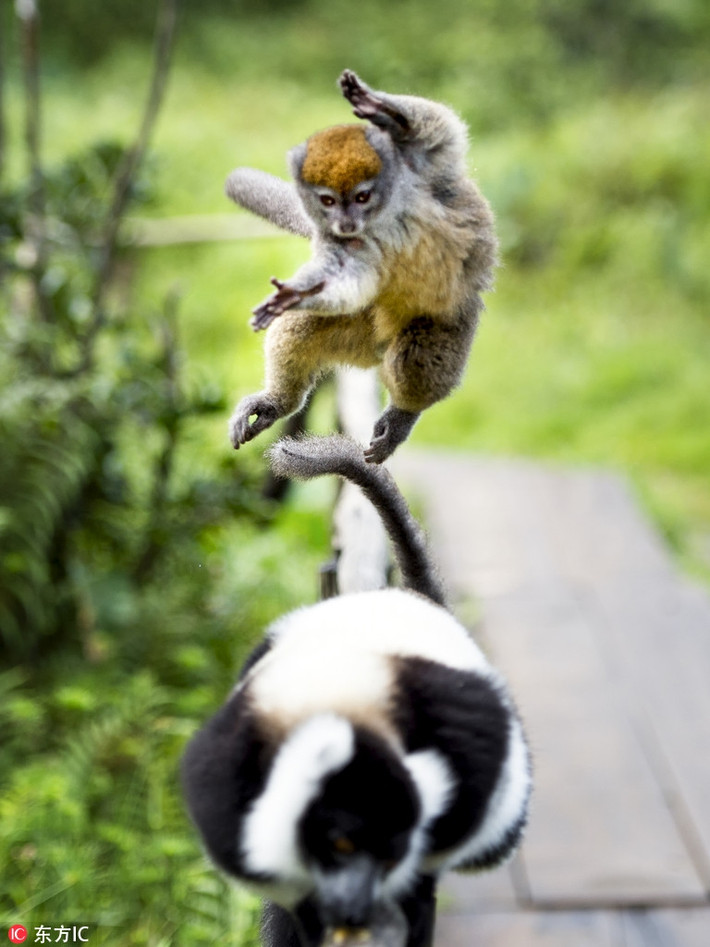 Một con vượn cáo ở Trung Quốc tung mình lên không trung, thực hiện màn kungfu vô cùng lôi cuốn. Trông nó hệt như một bậc thầy võ thuật trong vương quốc động vật.