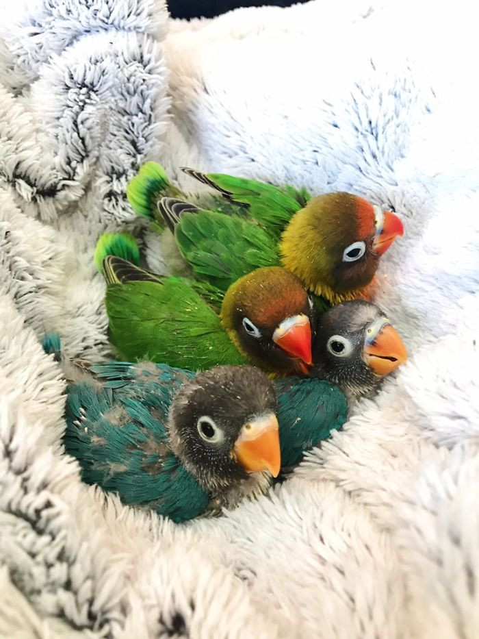 Câu chuyện tình yêu đầy màu sắc của Kiwi và Siouxsie đã đem đến niềm cảm hứng cho rất nhiều người. Gia đình của đôi vẹt uyên ương còn nhận được rất nhiều sự hâm mộ, chúc phúc. Hy vọng trong tương lai, Kiwi và Siouxsie sẽ có nhiều khoảnh khắc hạnh phúc, vui vẻ hơn nữa.