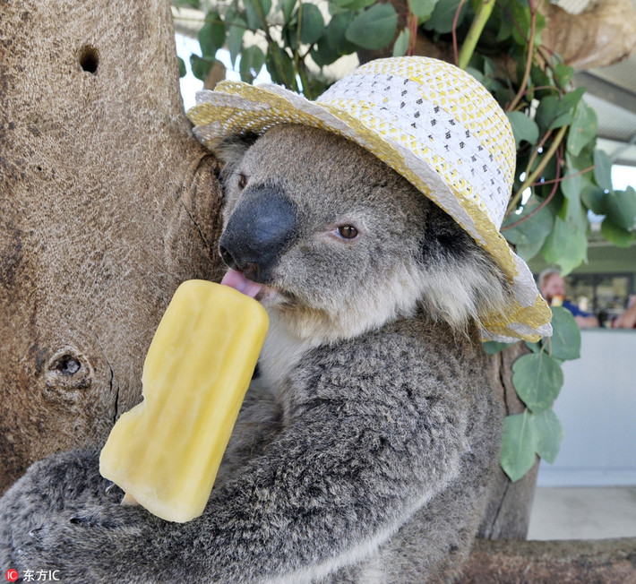 Tại một vườn thú ở Perth, Australia, chú gấu koala này đã chống chọi lại cái nắng bằng chiếc mù điệu đà và đập tan cái nóng mùa hè bằng một cây kem mát lạnh.
