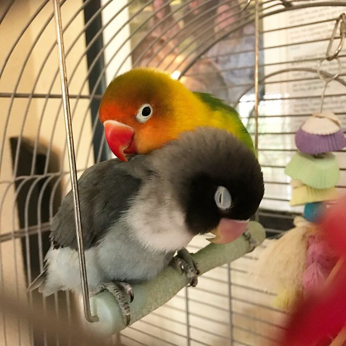 Kiwi luôn quan tâm, chăm sóc cho bạn gái mình và sẵn sàng làm mọi việc để bạn gái mình được thoải mái, vui vẻ nhất.