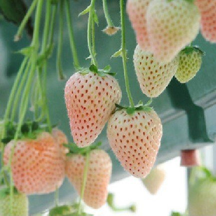 Màu sắc của dâu tây trắng khá đẹp mắt nên được nhiều người ưa chuộng.