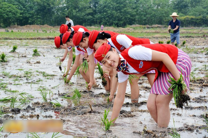 Nữ tiếp viên hàng không lội bùn cấy lúa: Đây là một hoạt động đặc biệt của các nữ sinh của một trường hàng không ở Trung Quốc.