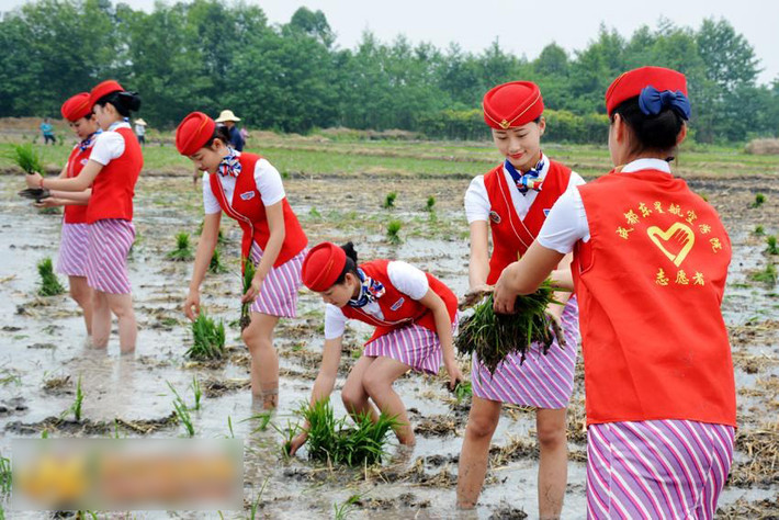 Những nữ tiếp viên hàng không tương lai nô nức xuống đồng cấy lúa.
