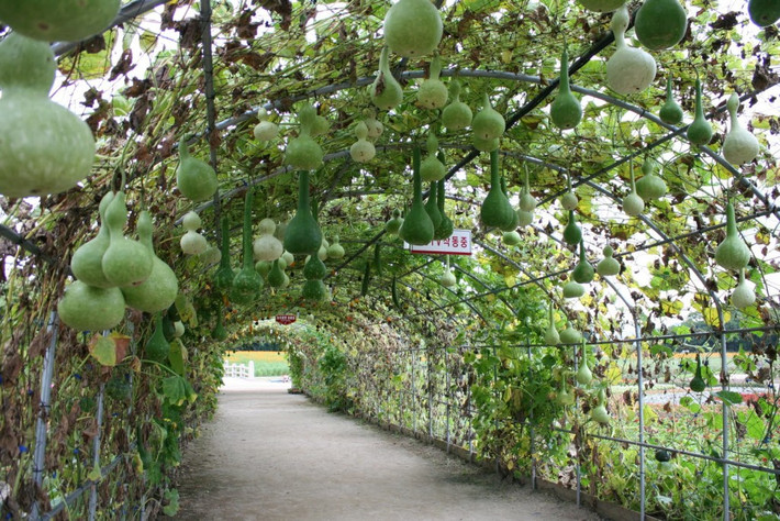 Giàn bầu hồ lô trĩu trịt trong công viên Wolseong (Gyeongju, Hàn Quốc).