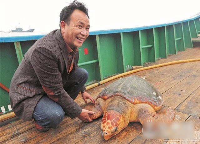 Cụ rùa được xác định thuộc loài Olive Ridley, một sinh vật biển cần được bảo vệ thuộc hạng 2 quốc gia.