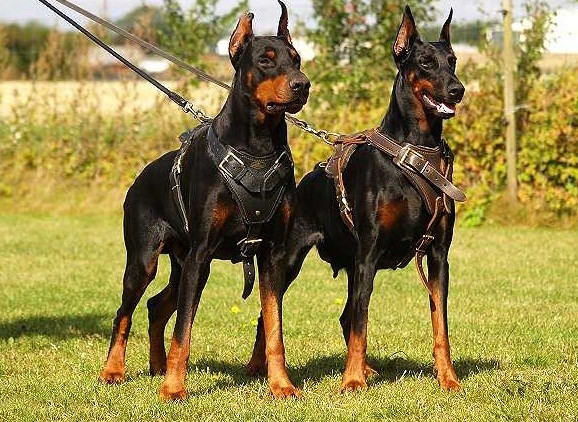 Doberman hiện nay vẫn còn khá hiếm ở Việt Nam. Nhiều người yêu thích dòng chó này nhưng không biết tìm mua ở đâu.
