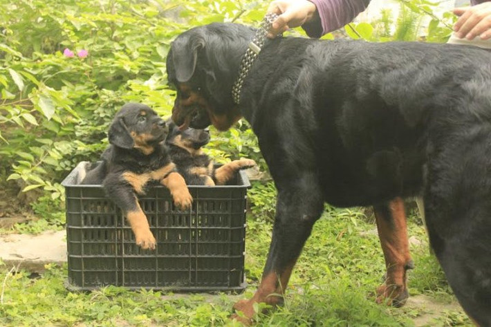 Chó nhập ngoại (trừ chó Trung Quốc) luôn có giá đắt hơn chó trong nước. Giá thường cao gấp 2 – 3 lần chó nội nếu nhập từ Thái hoặc Indo (từ 10-20 triệu). Và sẽ cao gấp 10 lần nếu nhập từ các nước Âu – Mỹ (trên 20 triệu).