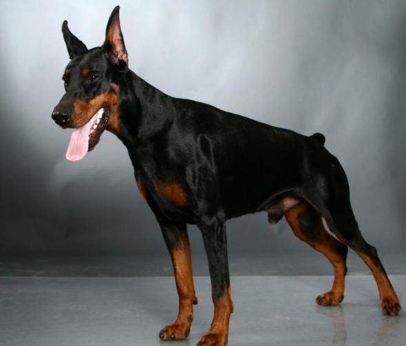 Trong khi đó, việc nhập khẩu mới thì rất khó khăn do giá Doberman ở nước ngoài khá cao, cao hơn hẳn so với nhiều giống chó khác.