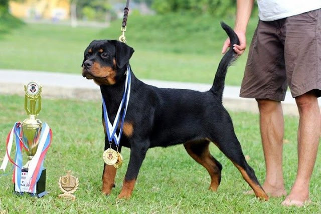 Lý do một chú chó mang dòng máu thuần chủng có giá đắt như vậy là bởi chúng giữ được nguyên bản hình dáng và đức tính tốt của loài Rottweiler.