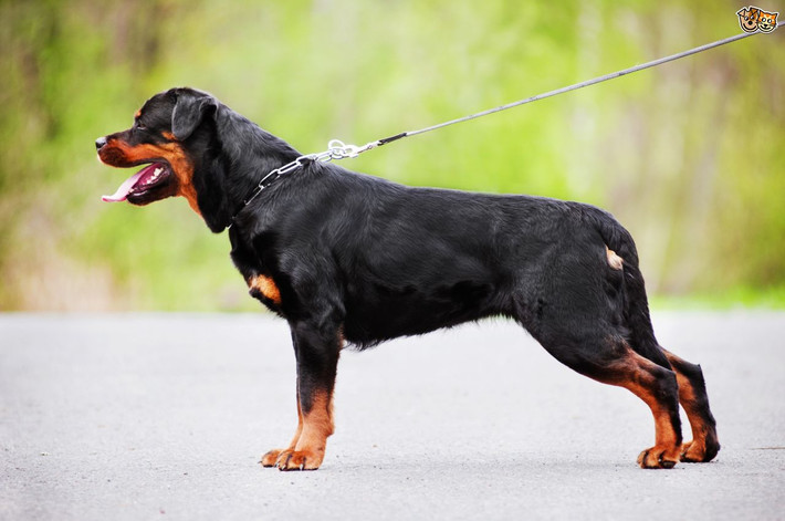Ở Việt Nam, giá chó Rottweiler thuần chủng dao động phổ biến từ 5 – 8 triệu, tùy vào nguồn gốc, kích thước (dòng đại hoặc dòng trung), chất lượng, độ đẹp xấu của không chỉ chính cá thể đó, mà còn của chó bố mẹ.