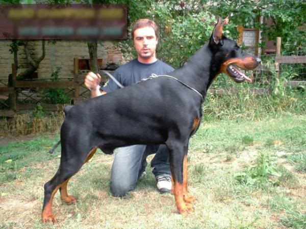 Những con chó Doberman nhỏ có giá khoảng 30-35 triệu đồng. Con trưởng thành mang từ nước ngoài về có thể lên đến hơn 200 triệu đồng.