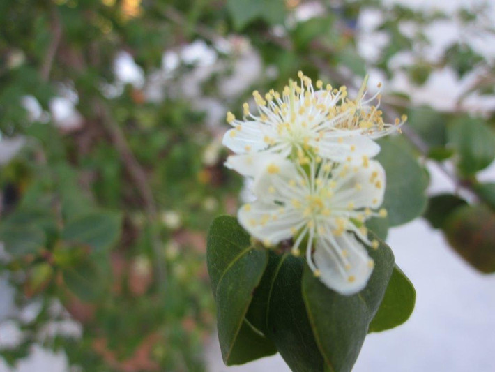 Hoa Surinam cherry có 5 cánh màu từ trắng đến hồng, hoa tạo chùm, mỗi hoa có cuống ngắn.