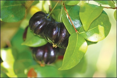 Surinam cherry là loài cây bụi cao có thể tới 10 mét, được trồng phổ biến ở Nam Mỹ (Brazil).