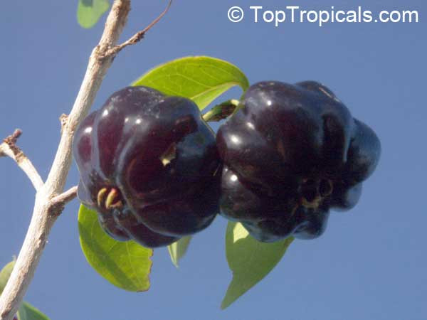 Ở Việt Nam, giống cherry này cũng được nhập khẩu và trồng nhiều ở các vùng như Hà Nội, Huế...