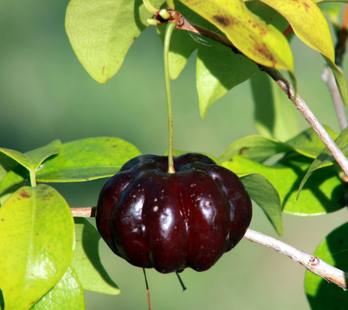 Giá của mỗi cây Surinam cherry ở Việt Nam dao động từ 300.000-500.000 đồng.