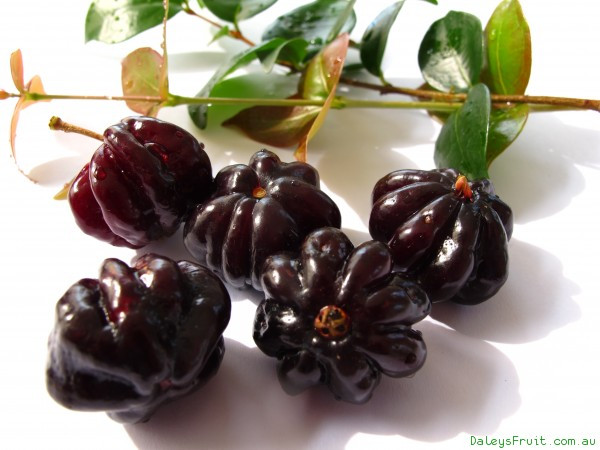 Ngoài dùng để ăn tươi trực tiếp, trái cherry này còn được dùng làm hương liệu cho các cơ sở làm mứt và thạch. Vì thế, giá trị kinh tế mà chúng đem lại khá cao.