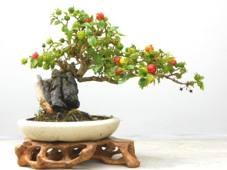 Cây cherry còn được uốn tỉa thành cây bonsai nghệ thuật.