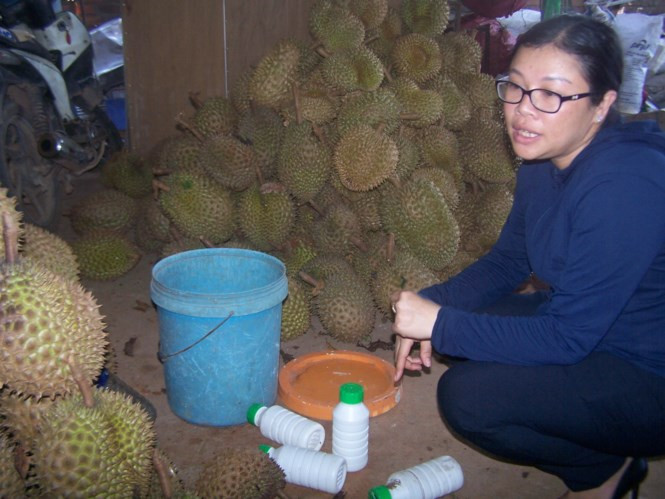 Ngày 11/9, trung tá Bùi Thị Hoa, Phó trưởng Phòng cảnh sát Phòng chống tội phạm về môi trường, Công an tỉnh Kon Tum cho biết, đơn vị vừa bắt quả tang cơ sở thu mua sầu riêng của bà Trần Thị Tuyết (38 tuổi, ngụ tại số nhà 789 đường Phạm Văn Đồng, tổ 4, phường Trần Hưng Đạo, TP Kon Tum) tắm hóa chất cho hơn 2 tấn sầu riêng.
