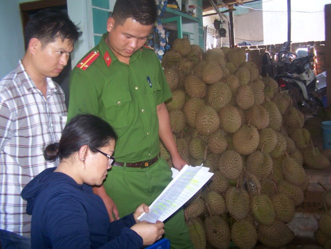 Phòng cảnh sát phòng chống tội phạm về môi trường Công an tỉnh Kon Tum đã lập biên bản, tịch thu toàn bộ số sầu riêng kể trên để tiến hành tiêu hủy và tiếp tục điều tra xử lý theo quy định của pháp luật.