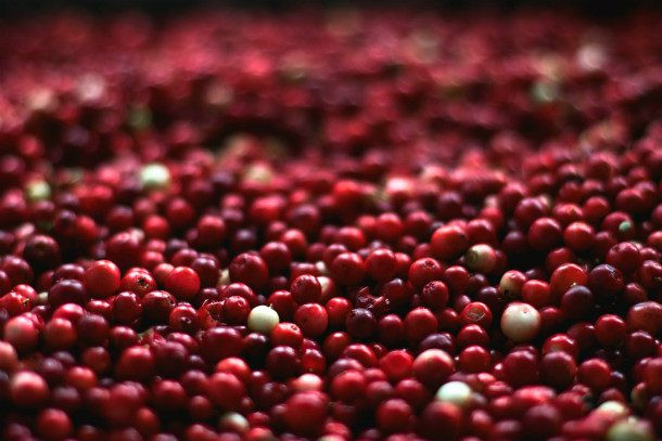 8. Quả nam việt quất: Nam việt quất (Cranberry) là loại quả mọng nhỏ, có màu đỏ, chủ yếu mọc ở những vùng lạnh hơn trên thế giới như Canada, Hoa Kỳ và Châu Âu. Loại quả này chứa lượng vitamin C và chất chống oxy hoá cao. Nam việt quất còn giúp cơ thể chống lại nhiễm trùng.