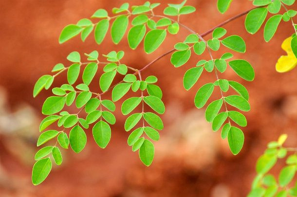 2. Cây chùm ngây (Moringa Oleifera) có nguồn gốc từ Ấn Độ, hiện được trồng nhiều ở các nước vùng nhiệt đới. Trong những năm gần đây, tại Việt Nam, cây chùm ngây được trồng nhiều với mục đích làm thực phẩm, làm thuốc. Siêu thực phẩm này có khả năng chống viêm tuyệt vời giúp giảm đau, đặc biệt là những người có chứng viêm khớp.