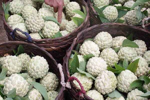 Na Chi Lăng: Cuối tháng 7, đầu tháng 8 âm lịch, khi tiết trời se lạnh cũng là lúc mùa na Chi Lăng chín ngọt. Lạng Sơn được coi là một trong những vựa na lớn nhất cả nước. Vùng núi đá vôi Hữu Lũng và Chi Lăng là nơi tập trung nhiều lượng na nhất nơi đây. Ảnh: Baoxaydung.