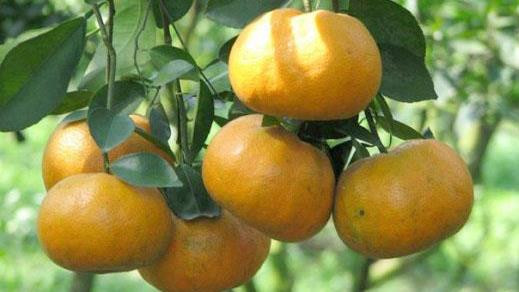 Quýt Bắc Sơn: Quýt Bắc Sơn được trồng trên các khe núi, thung lũng hay trên sườn đồi của huyện Bắc Sơn, nổi tiếng bởi màu sắc hấp dẫn, quả căng mọng, ít hạt có vị ngọt đậm hơi chua, hương vị rất đặc trưng mà nơi khác không có được. Quýt ở đây có hai loại là quýt ròn và quýt dẹt. Ảnh: Internet.